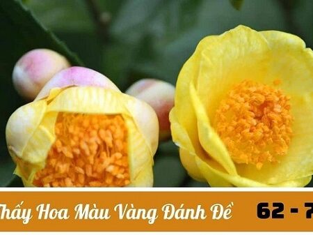 Giấc mơ thấy hoa màu vàng và có ý nghĩa?