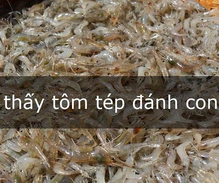 Nằm mơ thấy tôm tép ý nghĩa gì? Đánh con nào