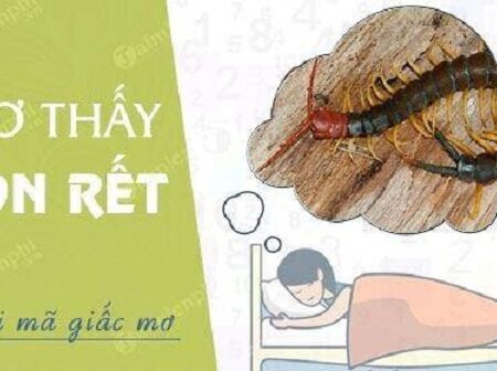 Mơ thấy con rết nên đánh kiểu nào để dễ trúng