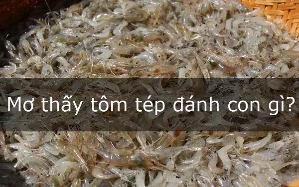 Nằm mơ thấy tôm tép