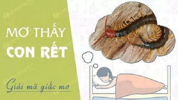 Mơ thấy con rết 