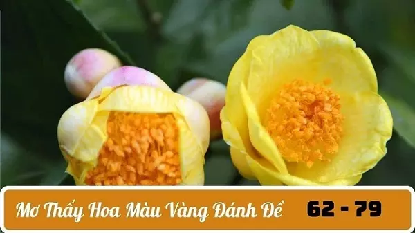 Giấc mơ thấy hoa màu vàng 